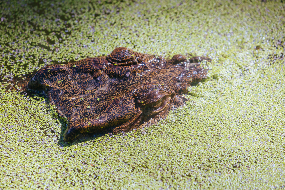 A crocodile waits patiently for prey in a swamp in Queensland, Australia - Australian Stock Image