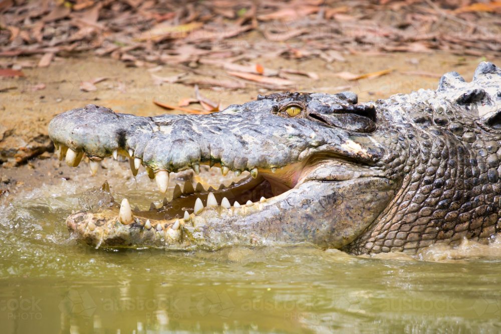 A crocodile waits patiently for prey in Queensland, Australia - Australian Stock Image