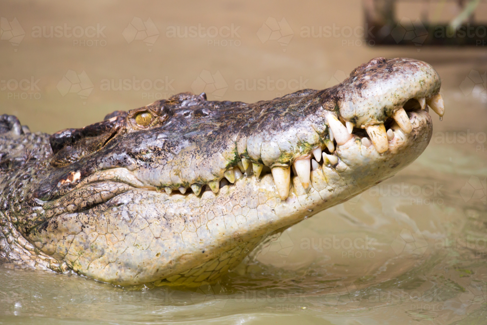 A crocodile waits patiently for prey in Queensland, Australia - Australian Stock Image