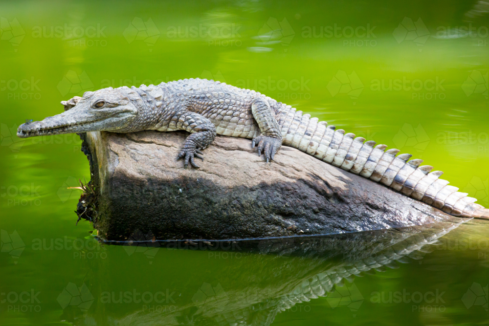A crocodile waits patiently for prey in Queensland, Australia - Australian Stock Image