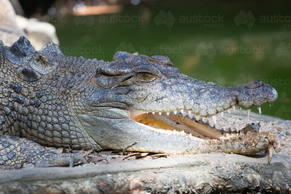 A crocodile waits patiently for prey with open mouth - Australian Stock Image