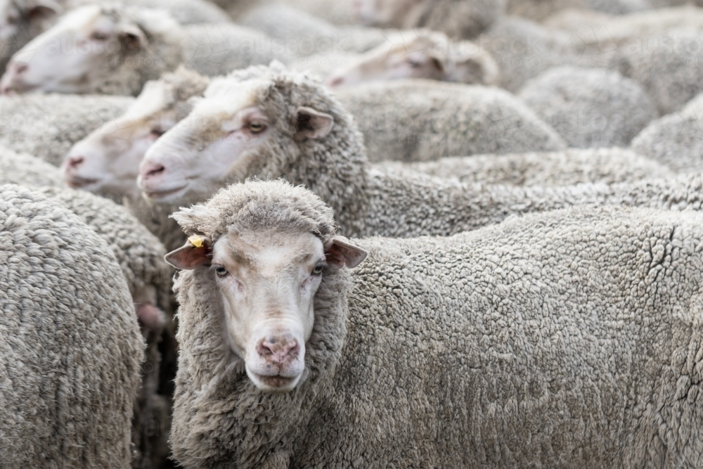 A crowd of woolly sheep - Australian Stock Image