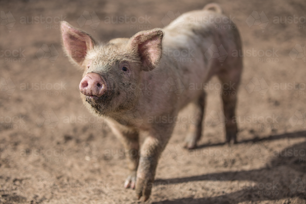 A curious muddy piglet - Australian Stock Image