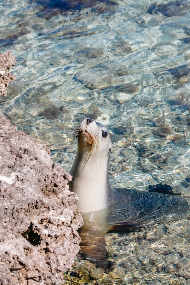 A curious seal looking at camera in the ocean with rocks - Australian Stock Image