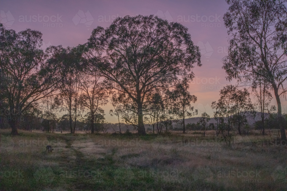 A dawn scene in the country with a pink sky - Australian Stock Image