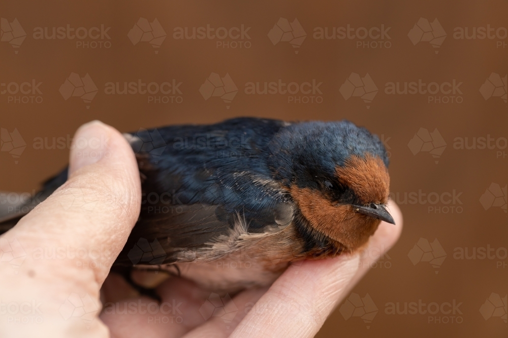 A dead australian welcome swallow (Hirundo neoxena) being held in a hand - Australian Stock Image