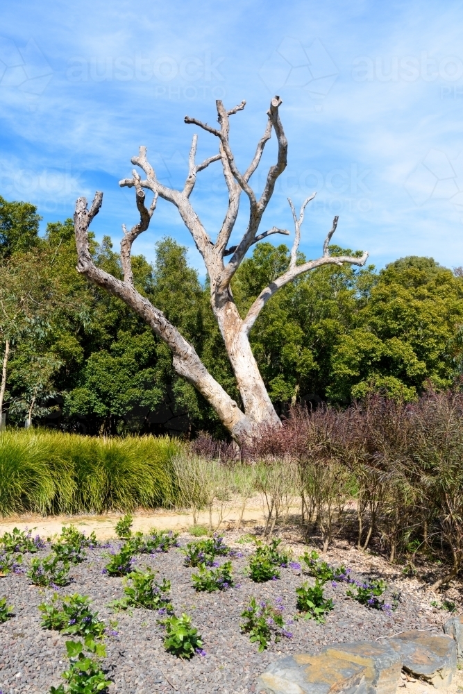 A dead tree in the bush. - Australian Stock Image