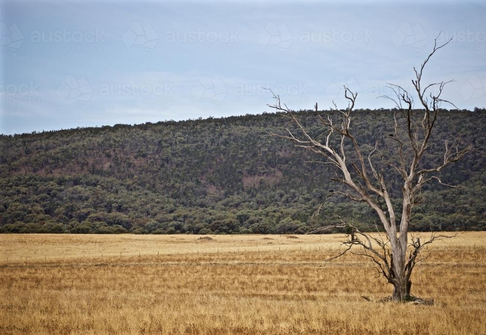 A dead tree sits in an golden open field - Australian Stock Image
