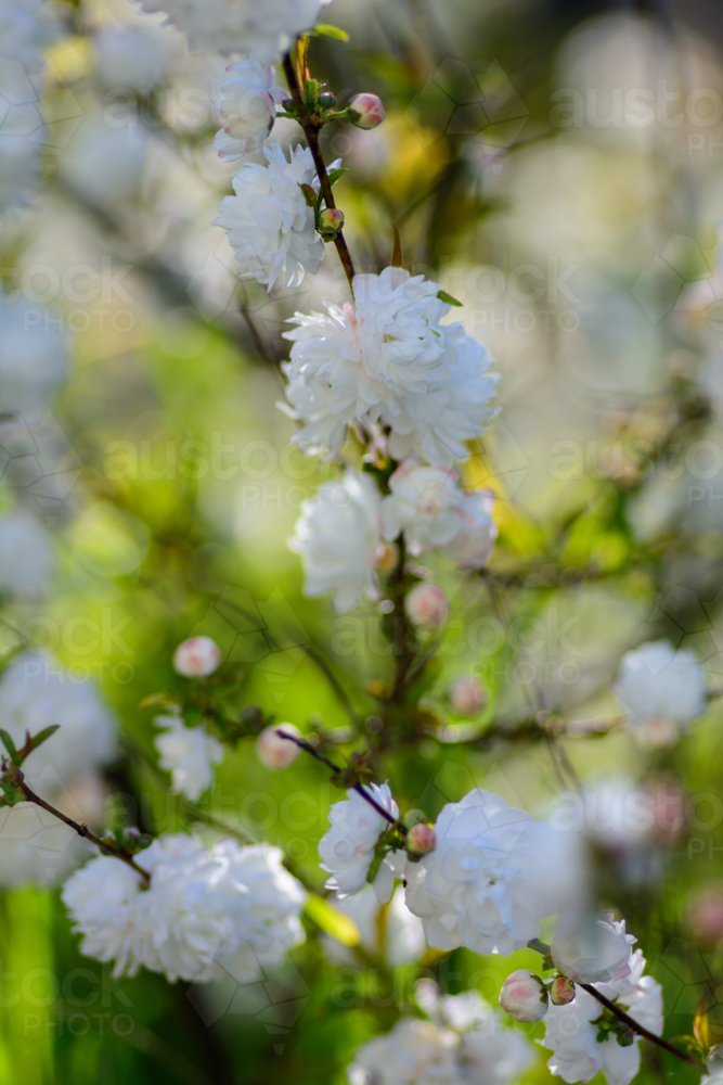 Image of A dense cluster of white prunus blossoms on thin branches on ...