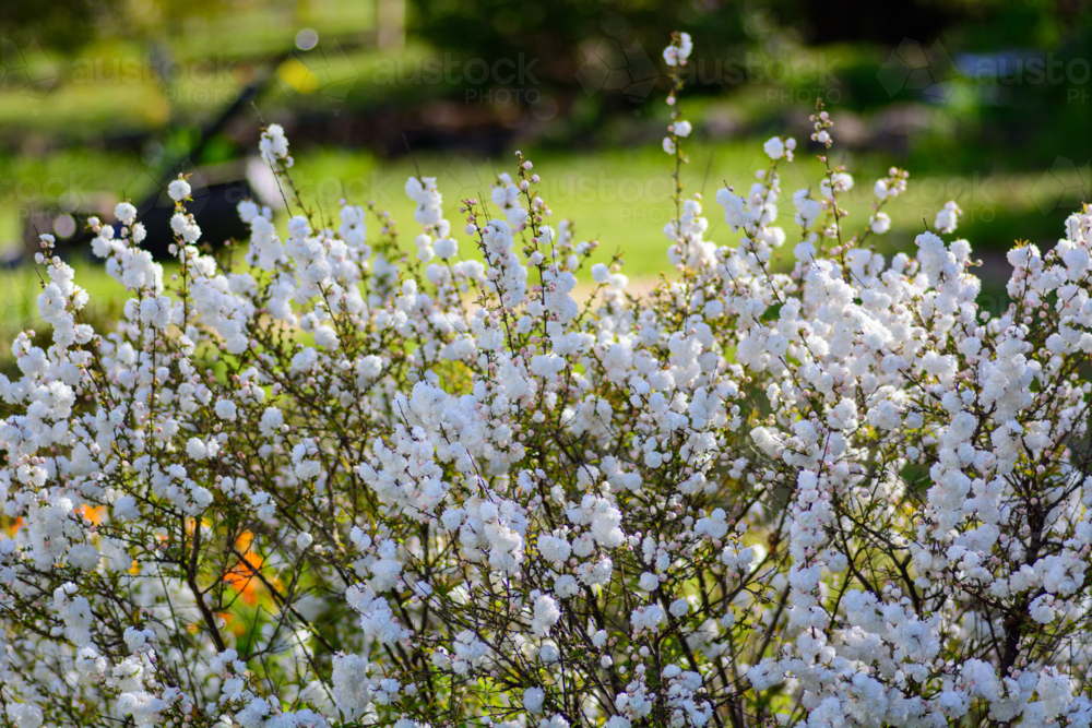 A dense cluster of white prunus blossoms on thin branches on ornamental bush - Australian Stock Image