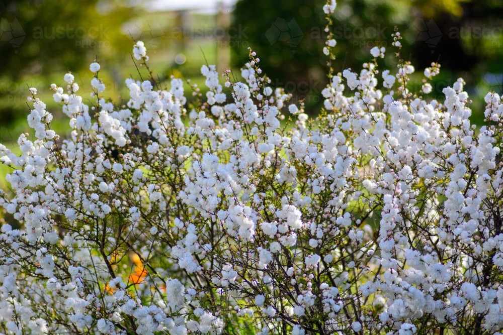A dense cluster of white prunus blossoms on thin branches on ornamental bush - Australian Stock Image