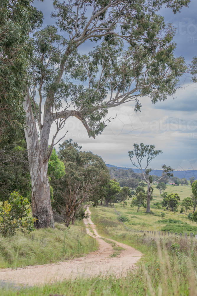 A dirt country road, with an old grey gum tree and cloudy skies - Australian Stock Image