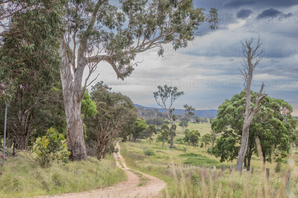 A dirt country road, with an old grey gum tree and cloudy skies - Australian Stock Image
