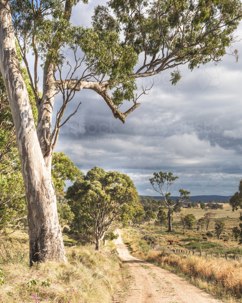 A dirt road, a gum and a moody sky - Australian Stock Image