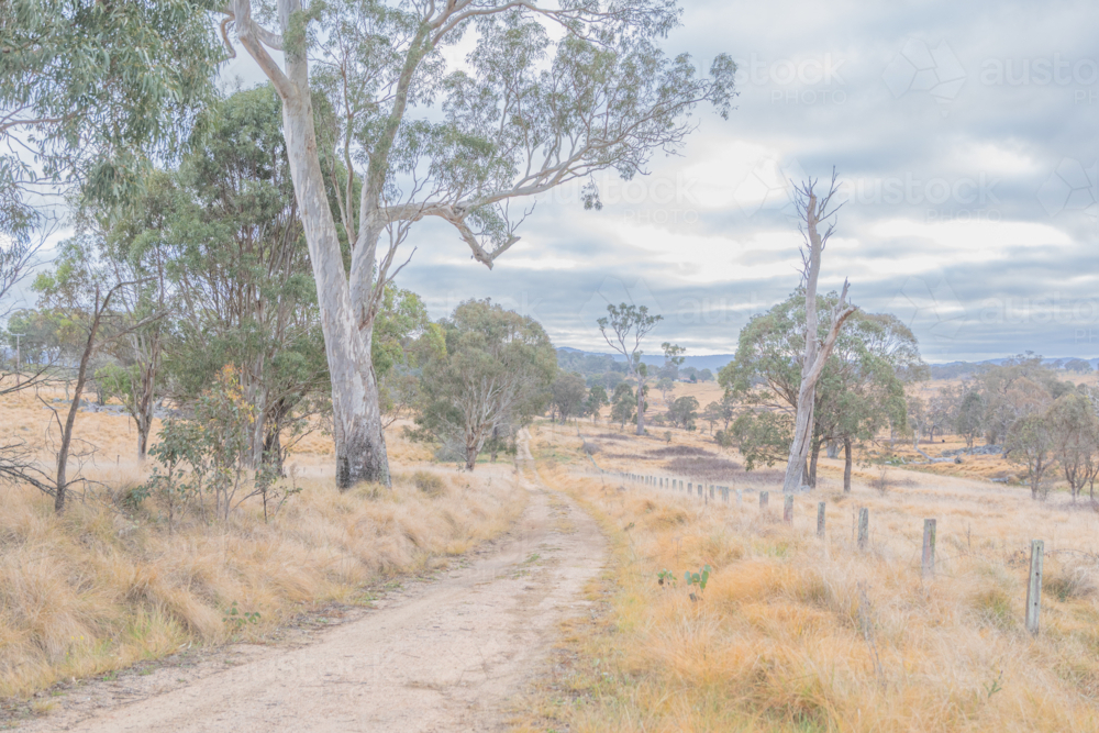 A dirt road, a winter scene, Australian gum trees and cloudy sky - Australian Stock Image