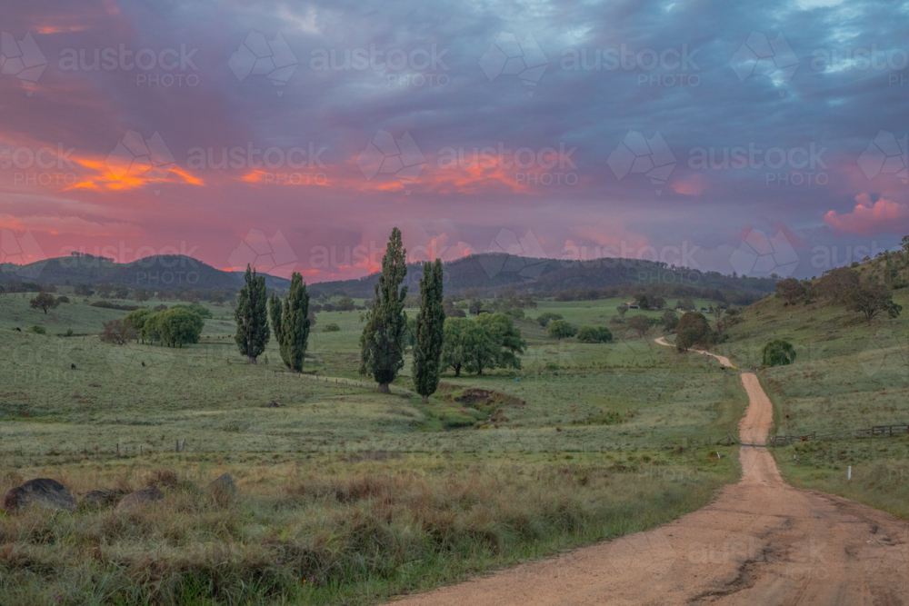 A dirt road, green grass, green poplars and a pink and grey sky - Australian Stock Image
