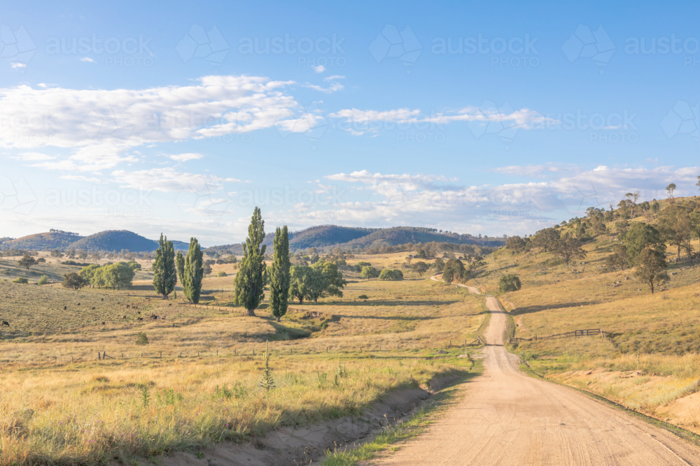 A dirt road in green fields with green poplars - Australian Stock Image