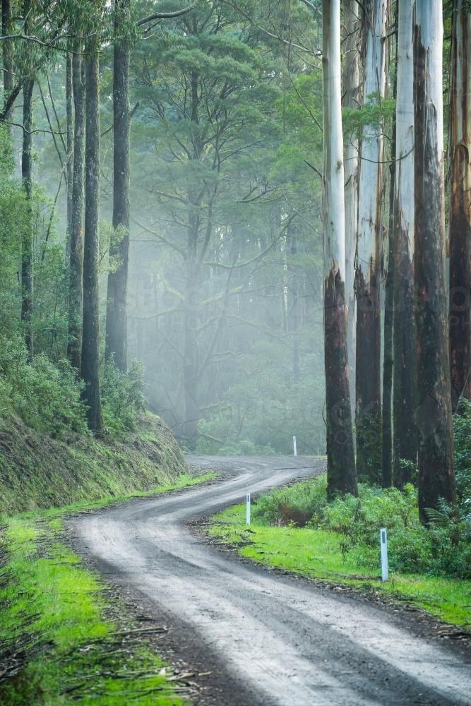 A dirt road leading into a foggy eucalyptus forest. - Australian Stock Image