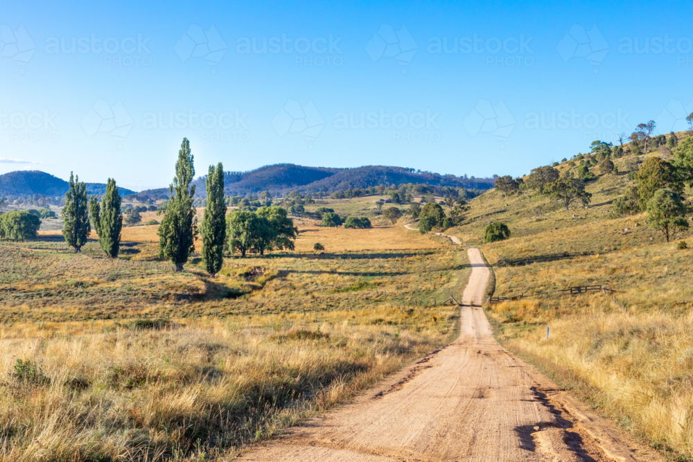 A dirt road, poplar trees and a blue sky - Australian Stock Image