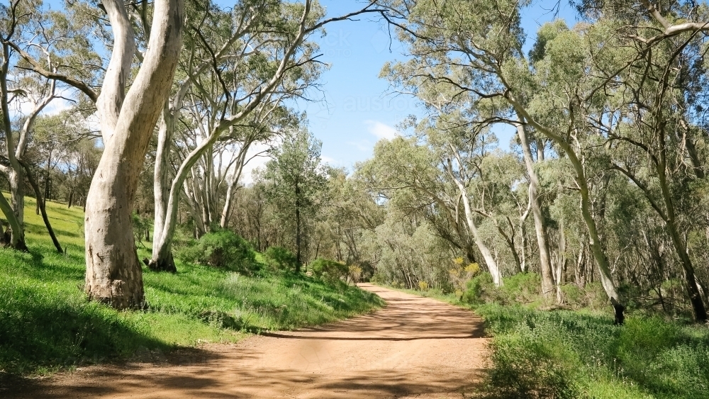 A dirt road through eucalyptus trees in the bush - Australian Stock Image
