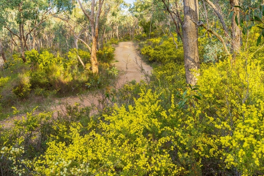 Image of A dirt road winding through gumtrees and wattle trees in the ...