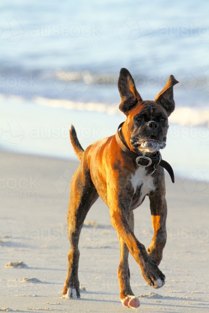 A dog bounds along the sand on a dog beach - Australian Stock Image