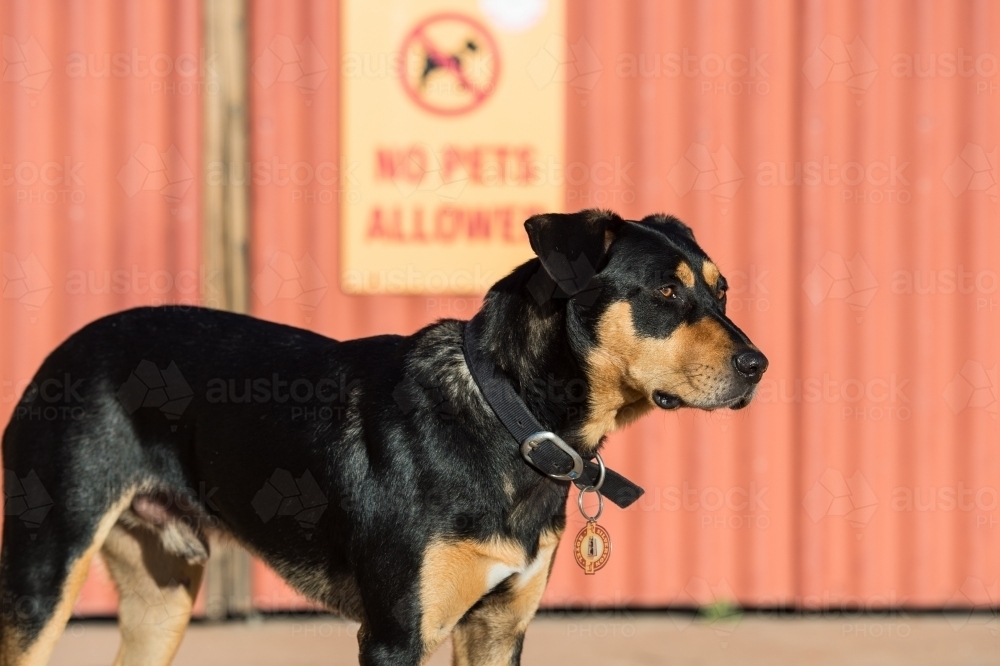 A dog defies a no pets allowed sign - Australian Stock Image