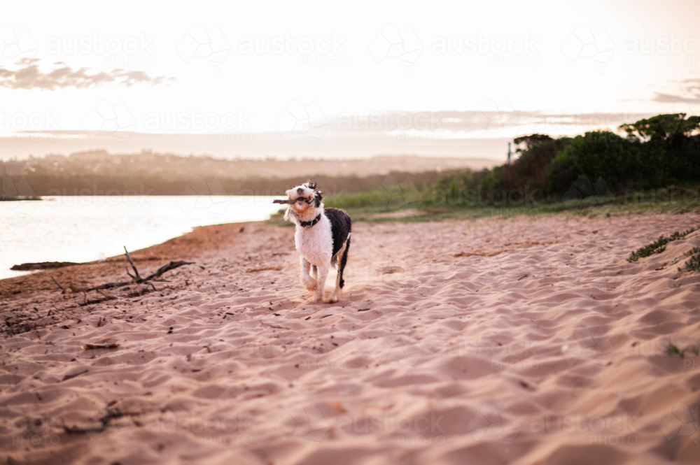 a dog happily carrying a wooden stick on the beach at sunset - Australian Stock Image