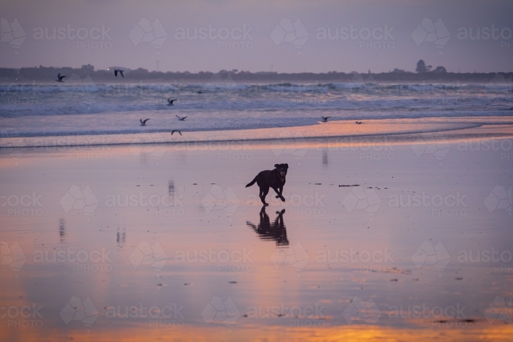 A dog running on a beach with a moody sunset reflecting on the wet sand - Australian Stock Image