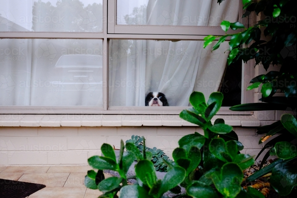 A dog waits at the window for its owner to come home - Australian Stock Image
