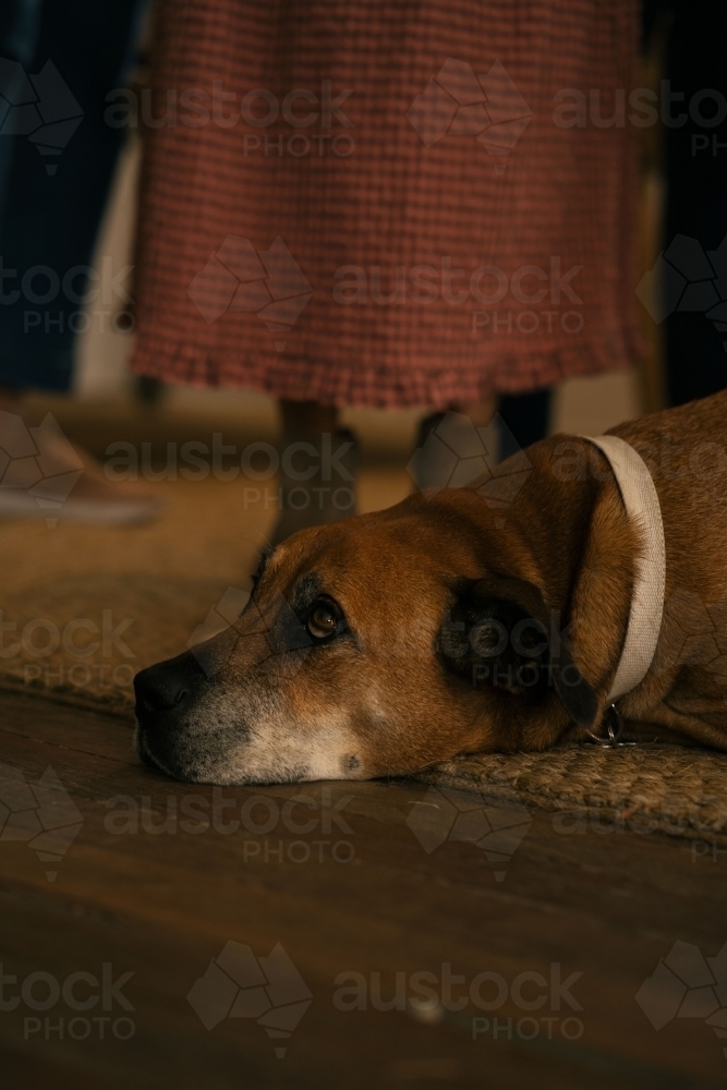 A dog with white and brown coat lying on the floor - Australian Stock Image
