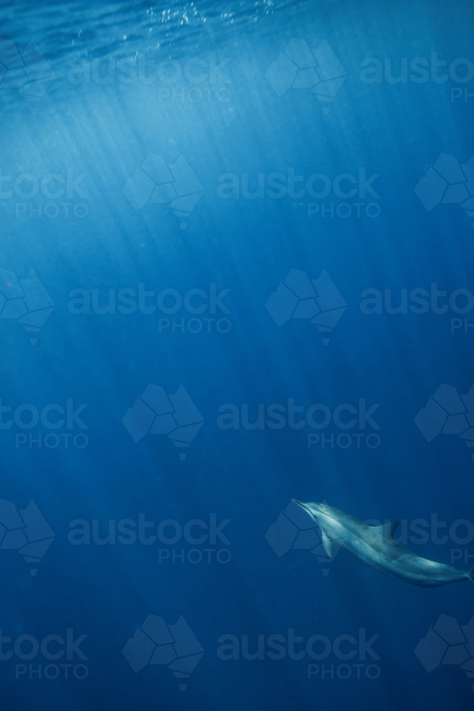 A dolphin swimming underwater - Australian Stock Image