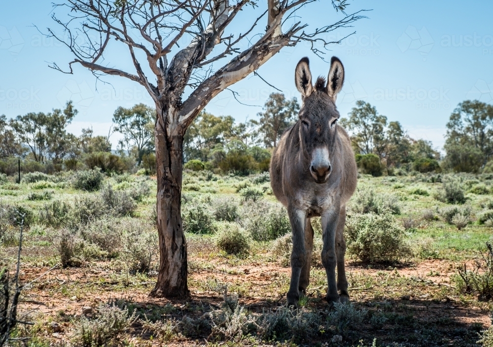A donkey shelters in the shade - Australian Stock Image