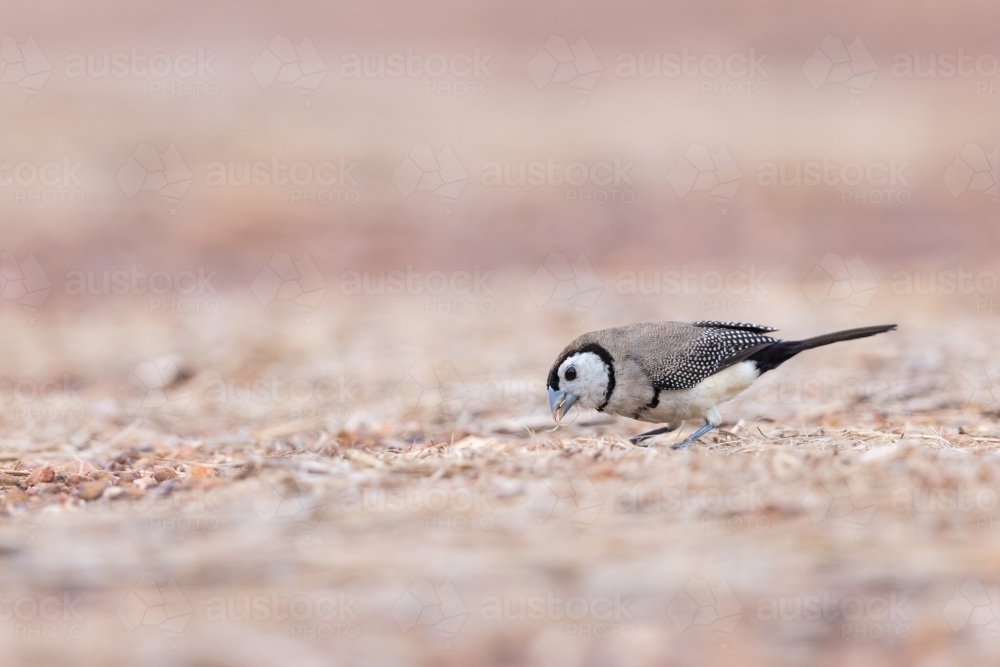 A double-barred finch feeding on the ground - Australian Stock Image