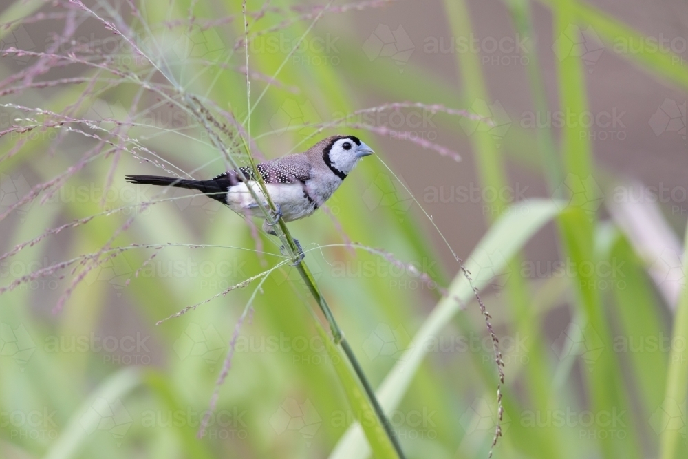 A double-barred finch with a stem of grass in mouth - Australian Stock Image