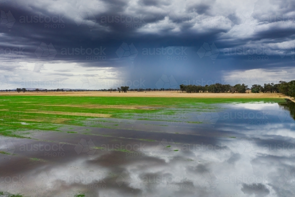 A downpour from a storm loud over a flooded paddock - Australian Stock Image