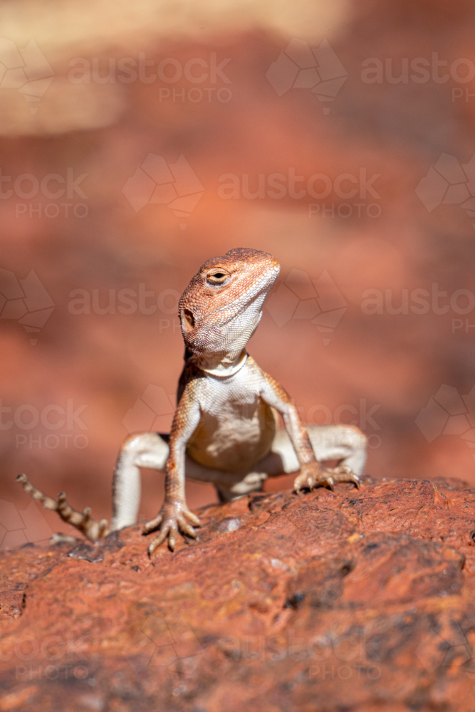A dragon lizard perched upright on red rock gazes directly in a close-up portrait - Australian Stock Image