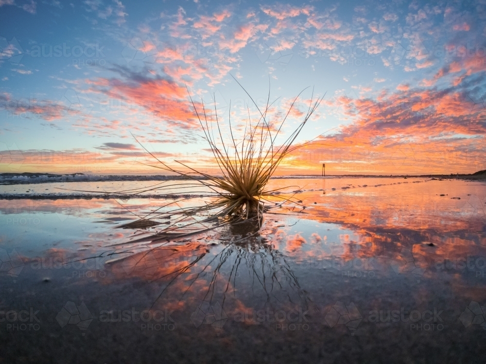 A dried seed pod stuck in wet sand in front a sunset sky - Australian Stock Image