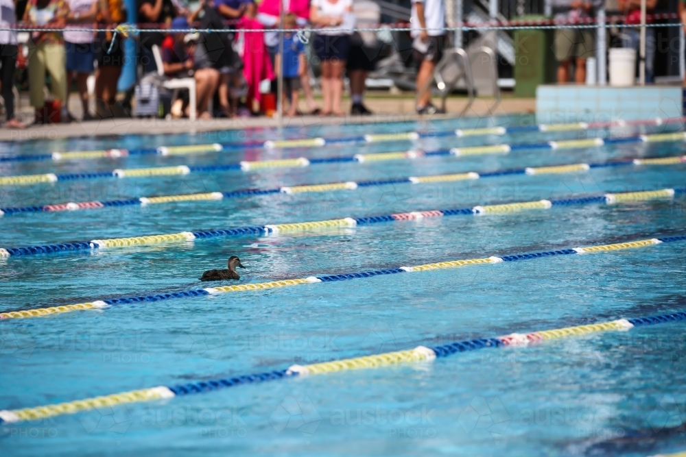 A duck in a large swimming pool. - Australian Stock Image