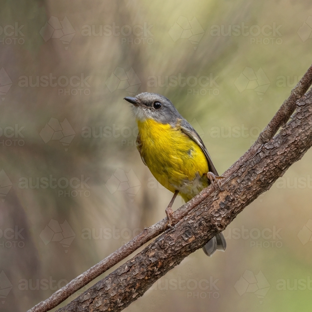 A Eastern Yellow Robin (Eopsaltria australis) perched on a branch with soft green background - Australian Stock Image
