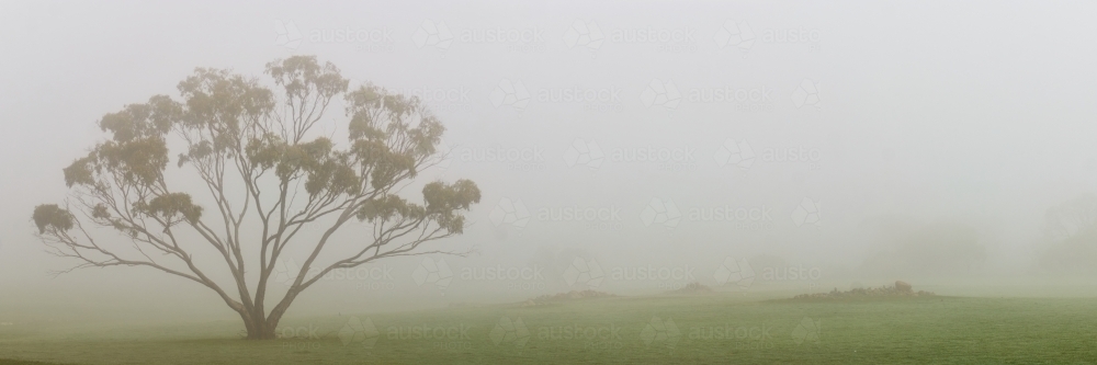 A Eucalyptus tree standing tall on a misty morning. : Austockphoto A Eucalyptus tree standing tall on a misty morning. - Australian Stock Image