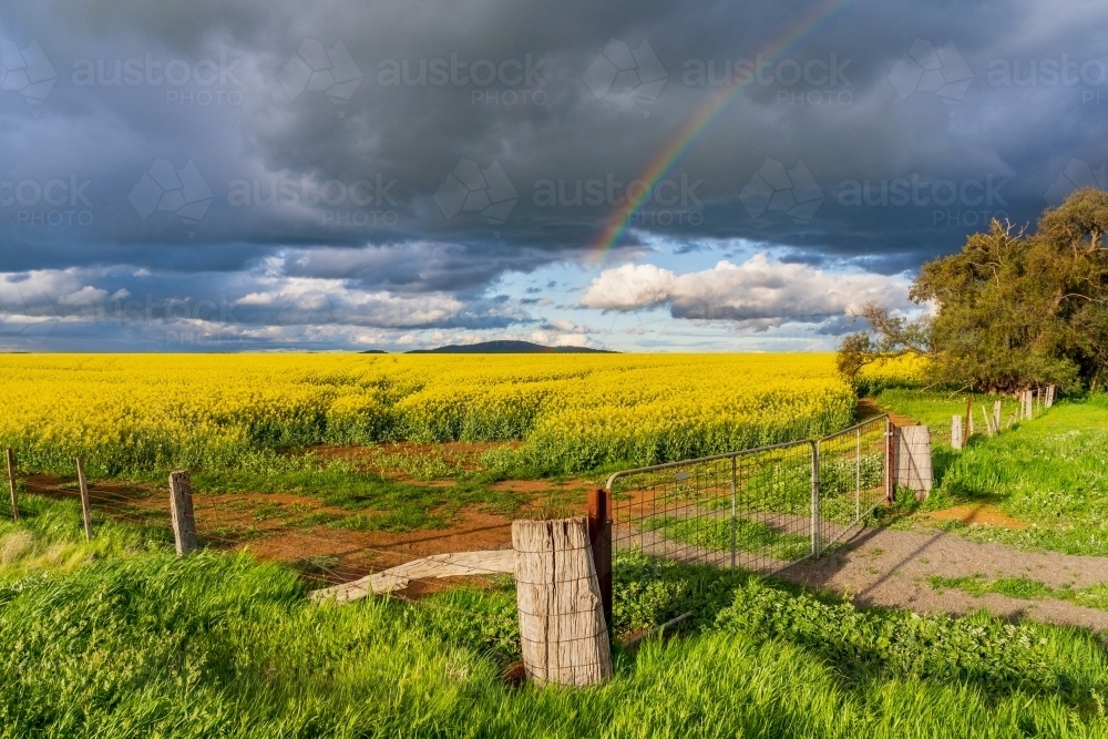 A farm gate and fence line with a rainbow and a dark sky over a bright yellow canola crop - Australian Stock Image