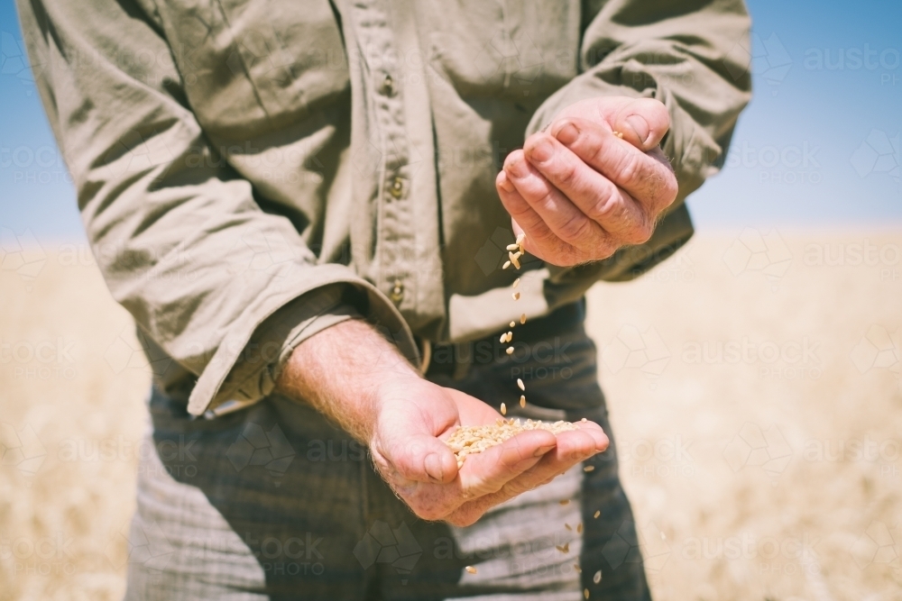 A farmer handling wheat grain at harvest in the Wheatbelt of Western Australia - Australian Stock Image