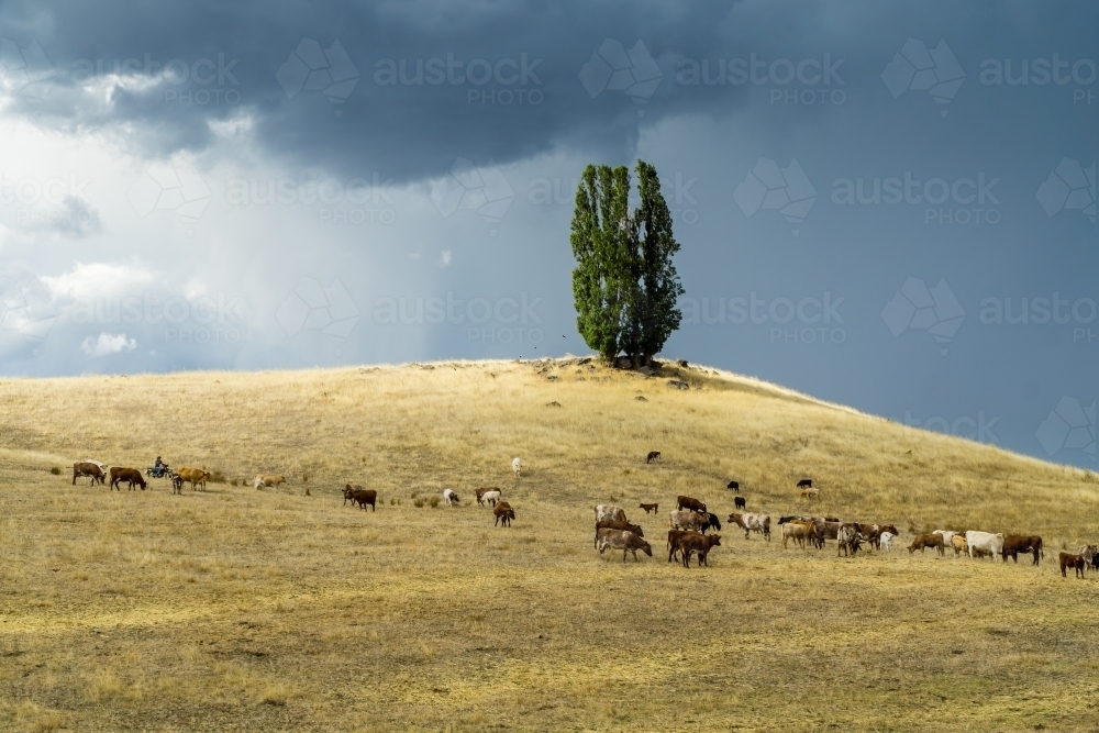 A farmer mustering his cattle on a hillside as a thunderstorm moves in overhead - Australian Stock Image