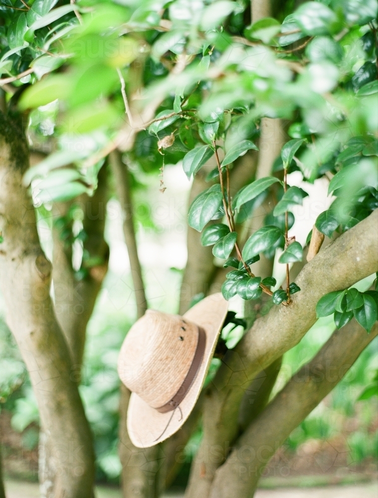 A Farmer's Hat on a Tree - Australian Stock Image