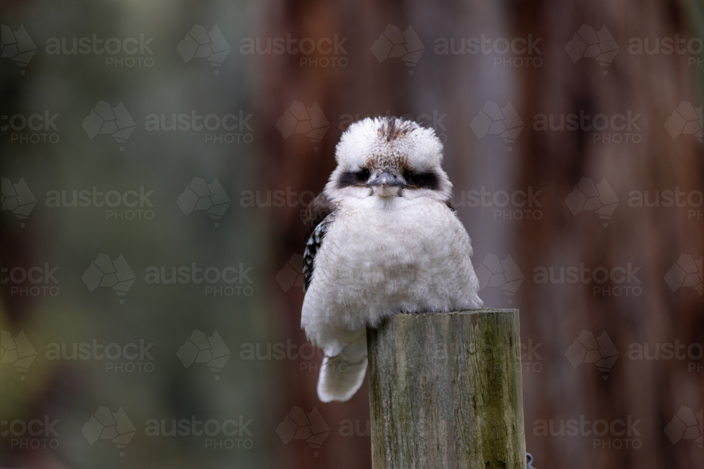 a fat kookaburra sitting on a pole - Australian Stock Image