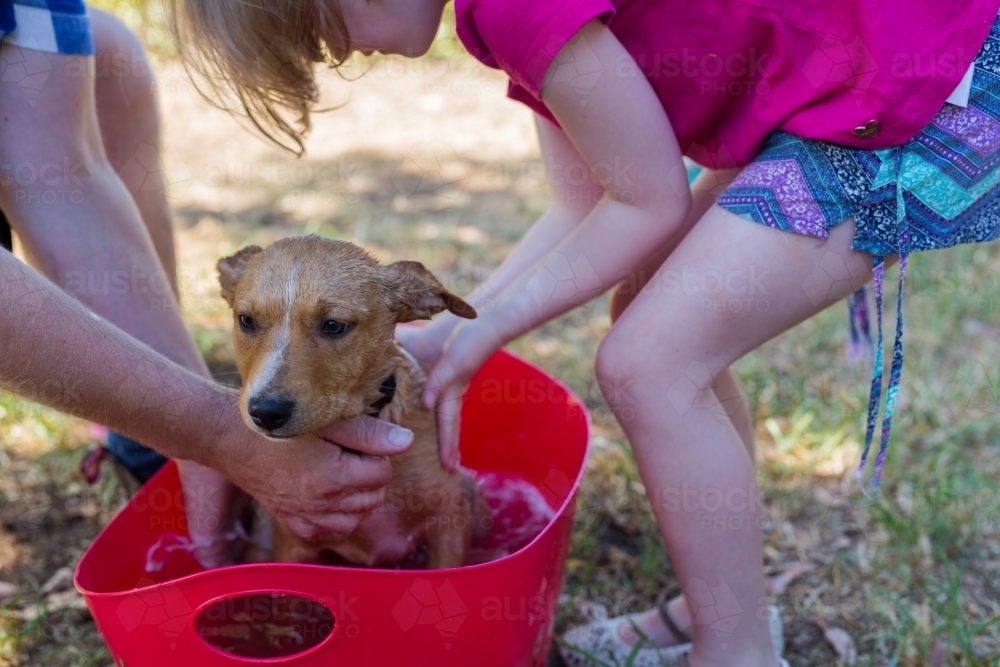 A father and daughter washing the family pet (kelpie puppy) in a red tub - Australian Stock Image
