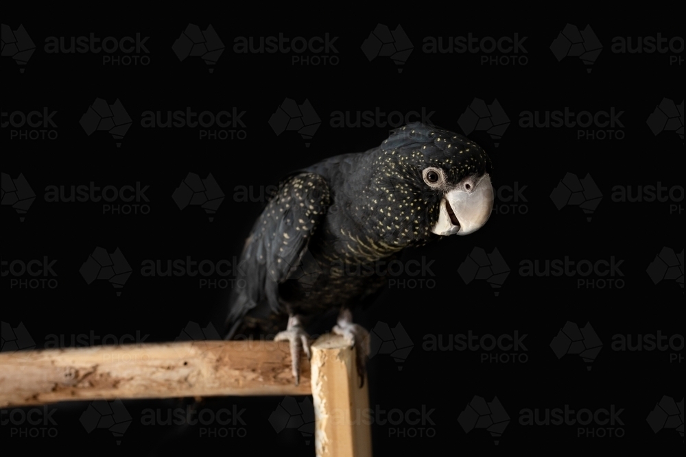 A female Australian red tailed black cockatoo (Calyptorhynchus banksii) with a black background - Australian Stock Image