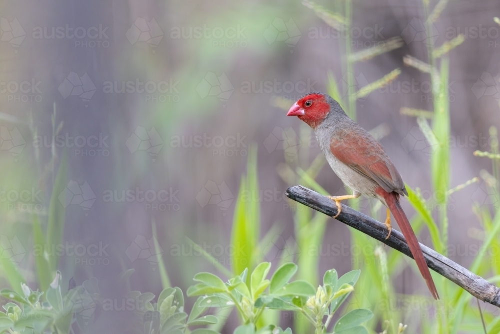 A female crimson finch on a stalk of dry grass - Australian Stock Image