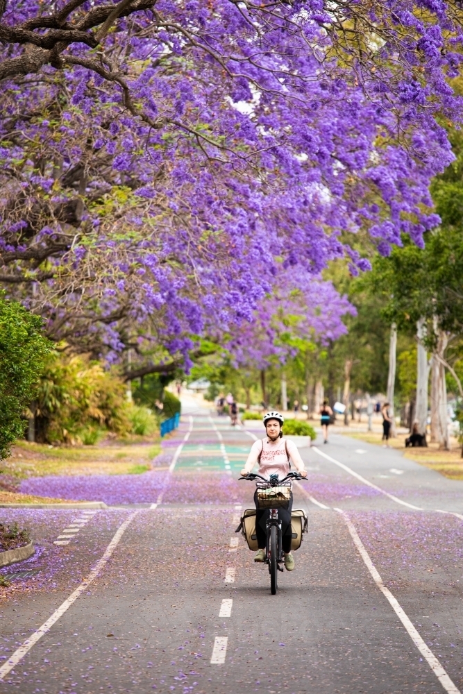 A female cyclist rides along a riverside bike path under the flowering jacarandas in Brisbane - Australian Stock Image